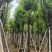 宫粉紫荆骨架8-20分，基地直销，一手货源，大量低价出售