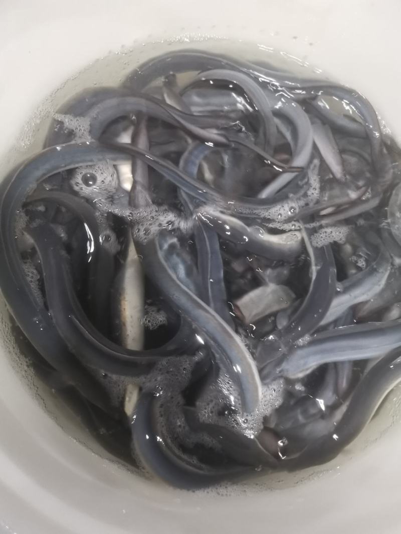 日本鳗鱼