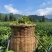 广西龙胜龙脊茶