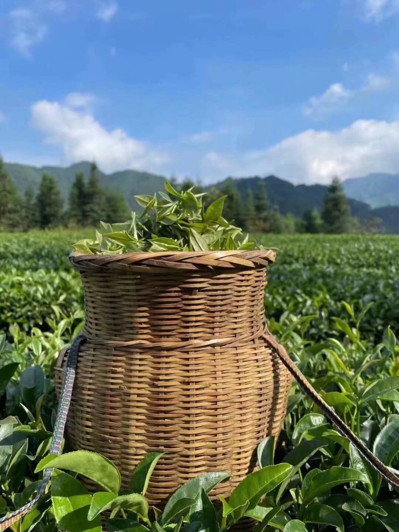 广西龙胜龙脊茶