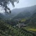 广西龙胜龙脊茶