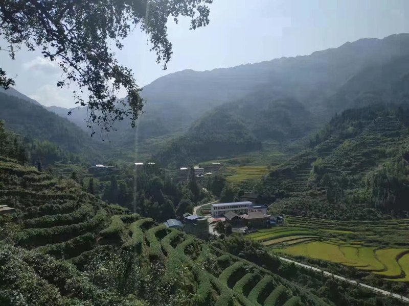 广西龙胜龙脊茶