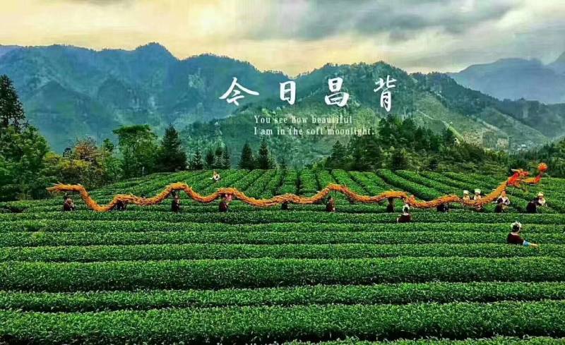 广西龙胜龙脊茶