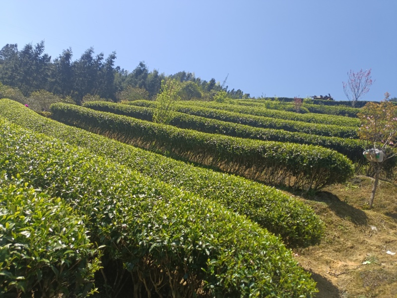广西龙胜龙脊茶