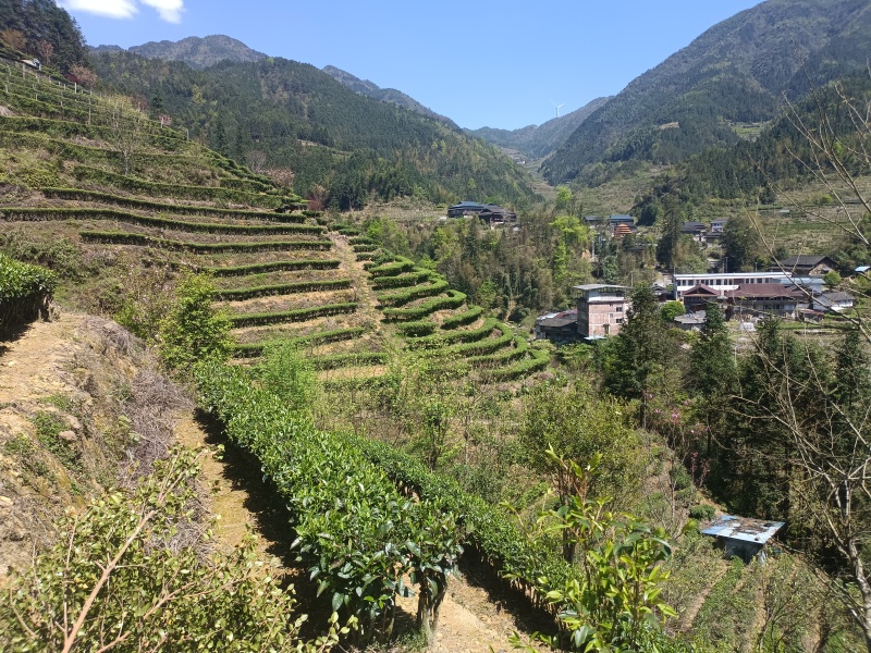 广西龙胜龙脊茶