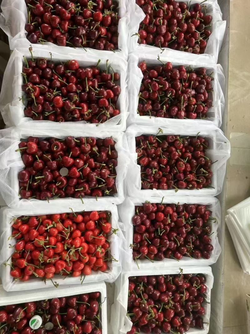 -大连美早大樱桃2J级特大果新鲜现摘