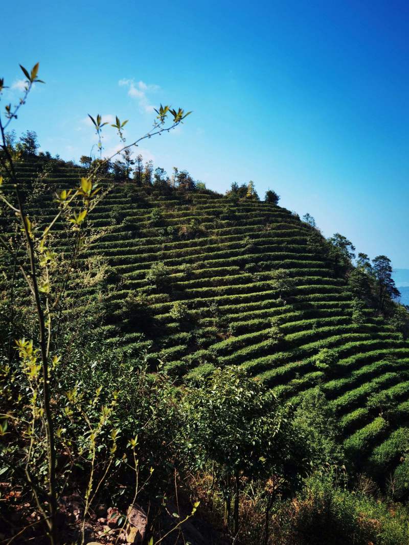 潮州凤凰山特产凤凰单枞茶，蜜兰香，鸭屎香品质保障