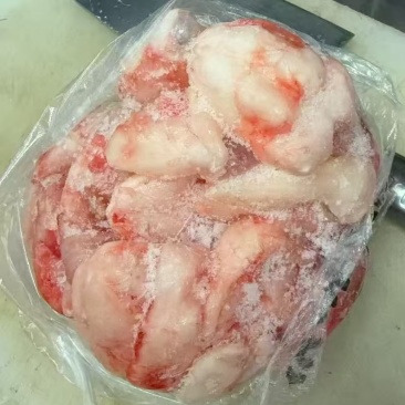 江团鮰鱼鱼泡