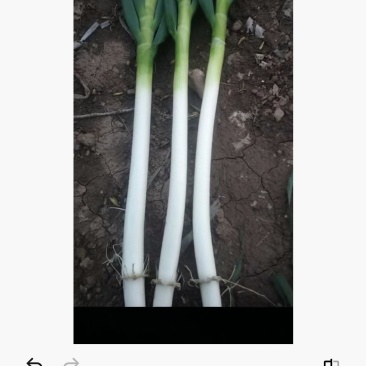 启东大葱