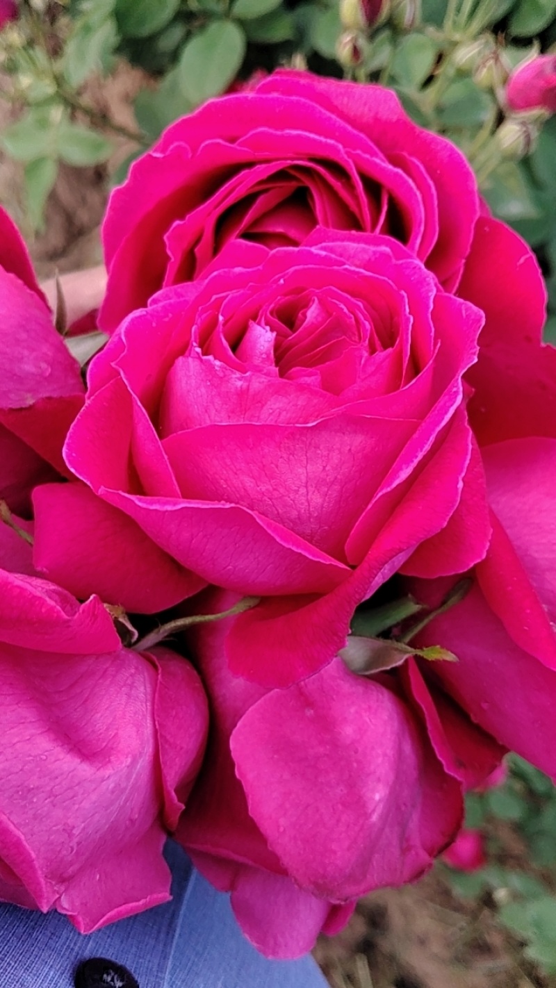 食用玫瑰🌹
