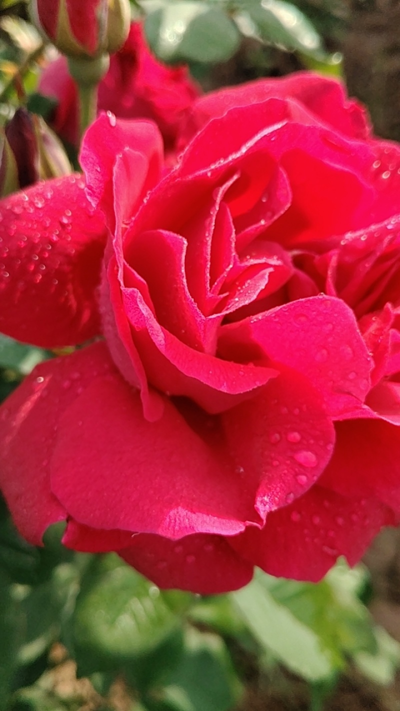 食用玫瑰🌹