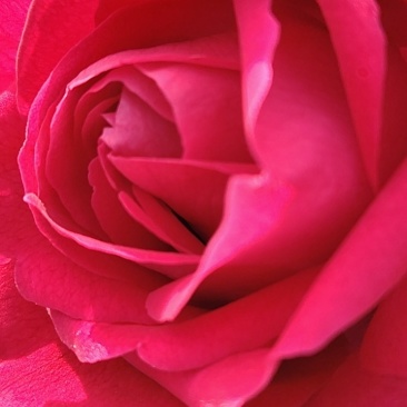 食用玫瑰🌹