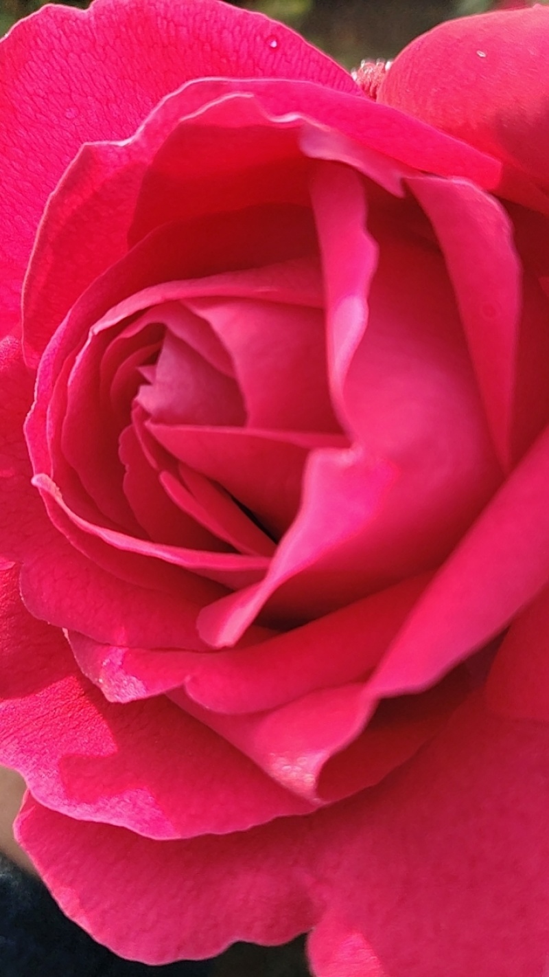食用玫瑰🌹