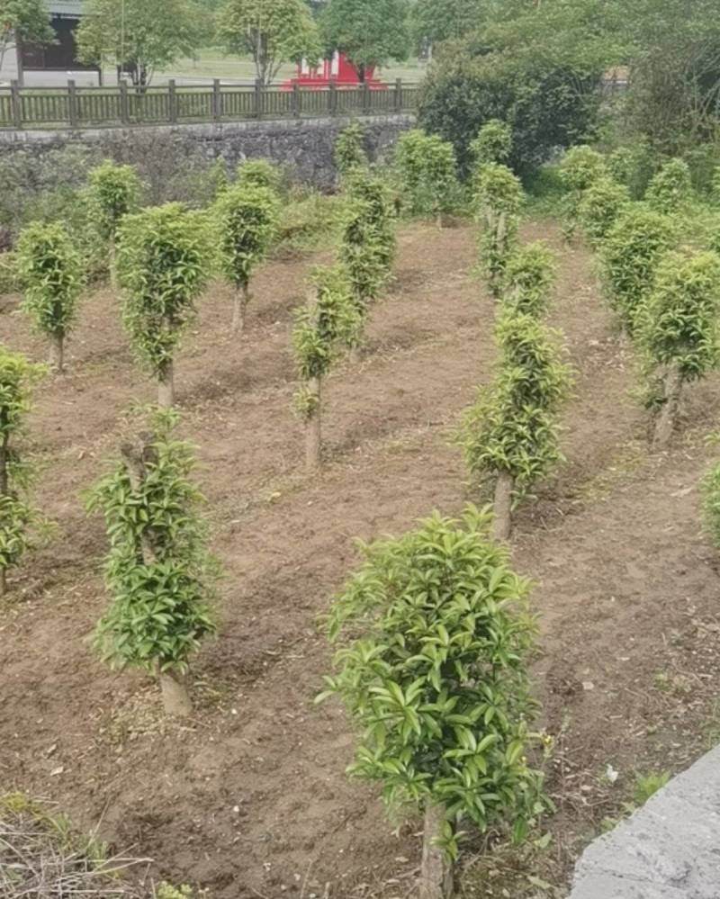 卖树，紫薇树几十亩，桂花树几百亩