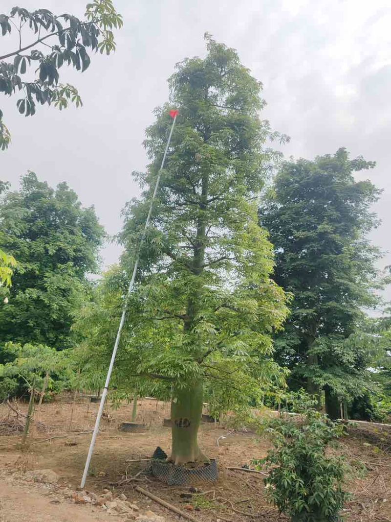 大幅木棉