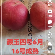 深州蜜桃