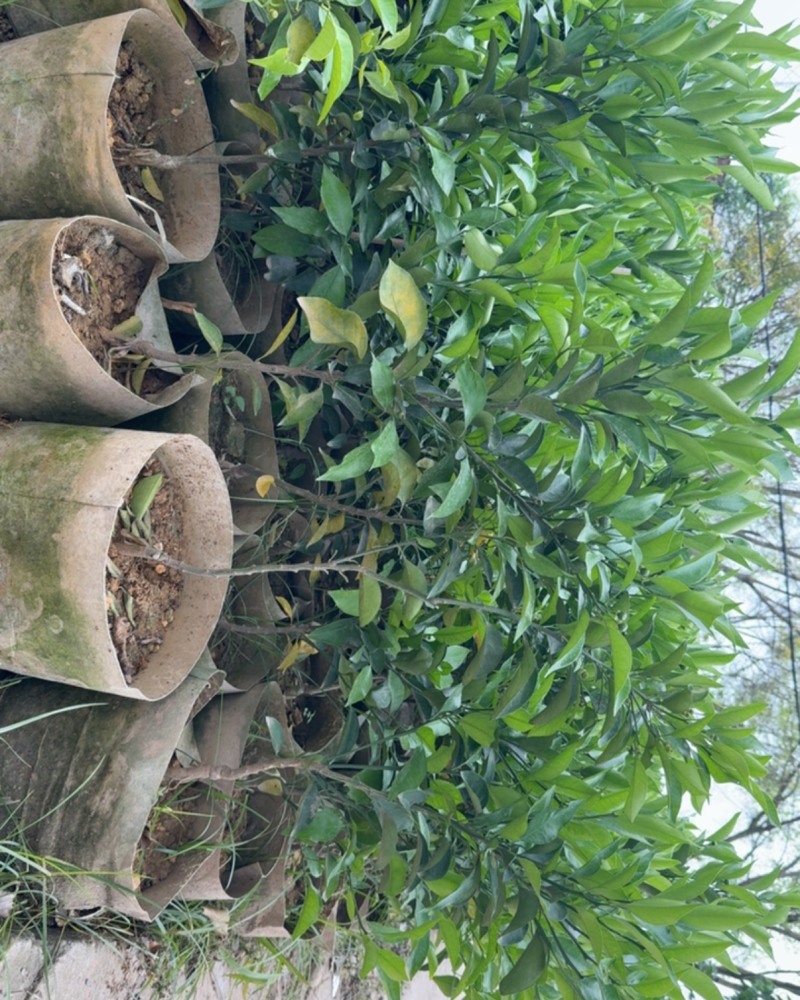 果树苗