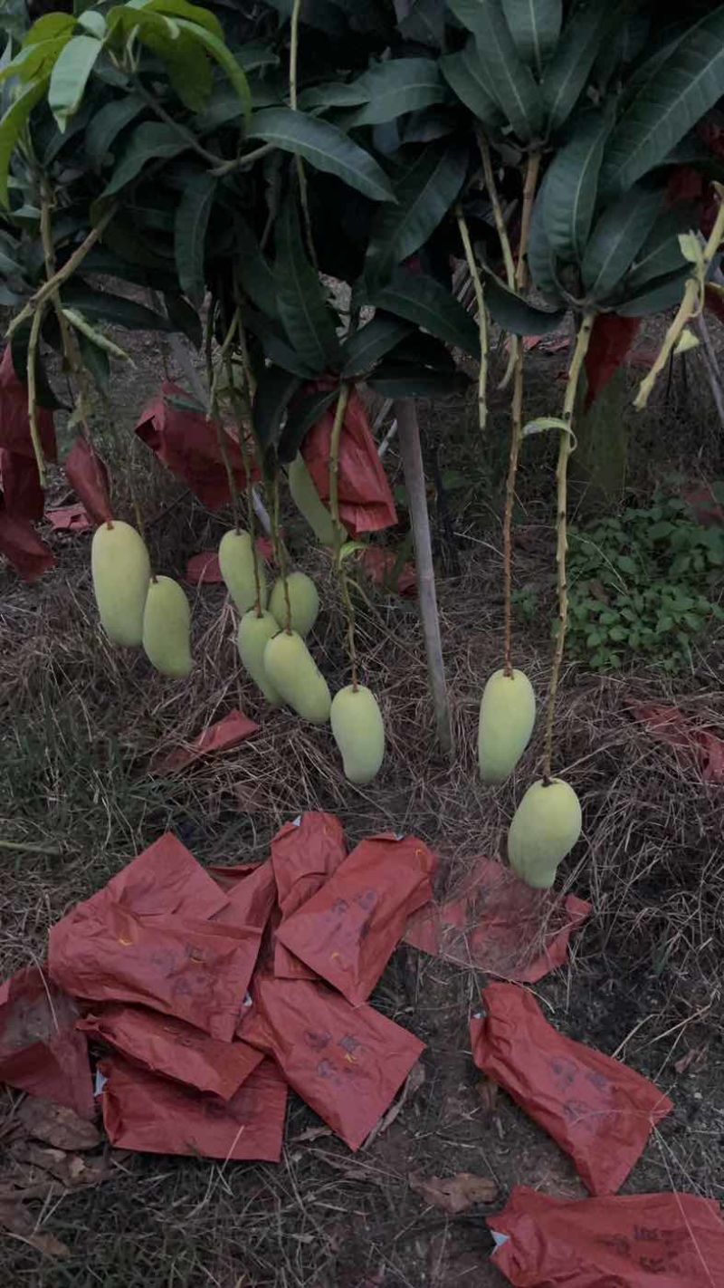 海南省金煌芒
