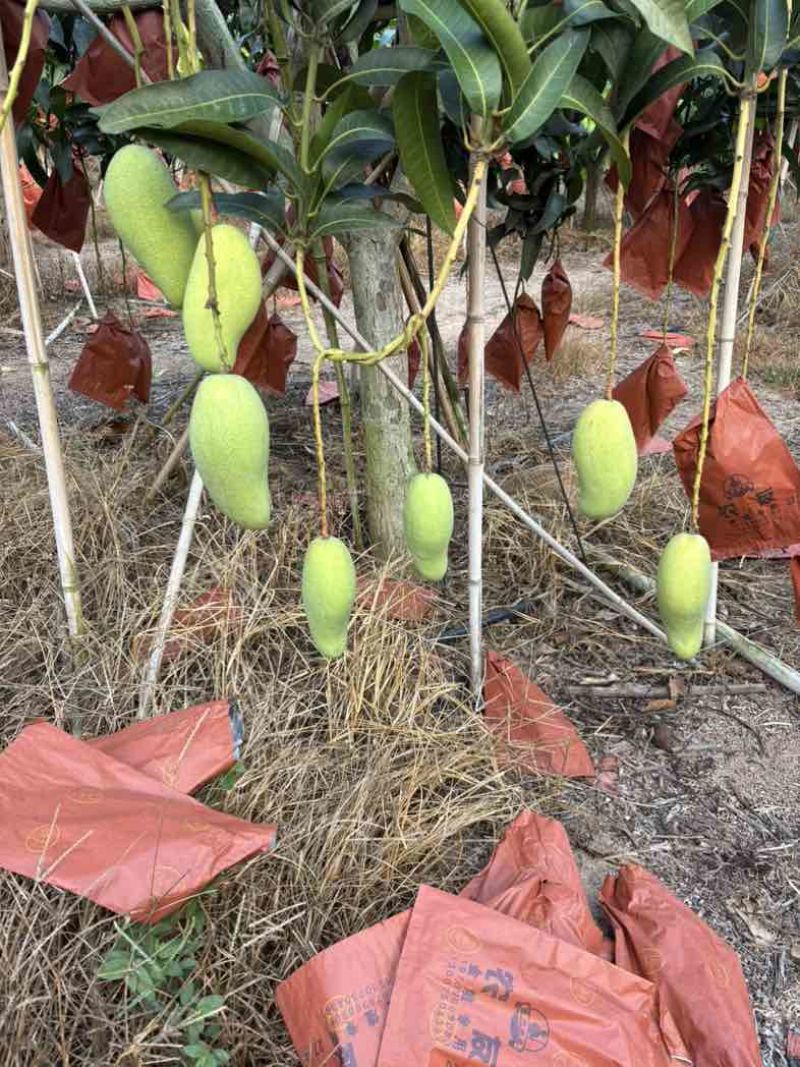 海南省金煌芒