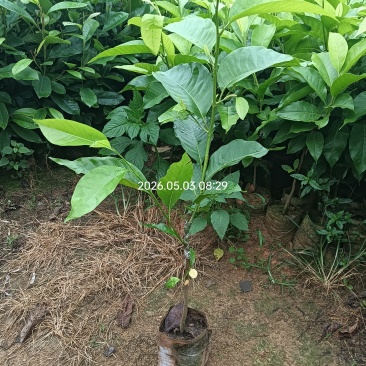 白玉兰花苗火力楠嫁接