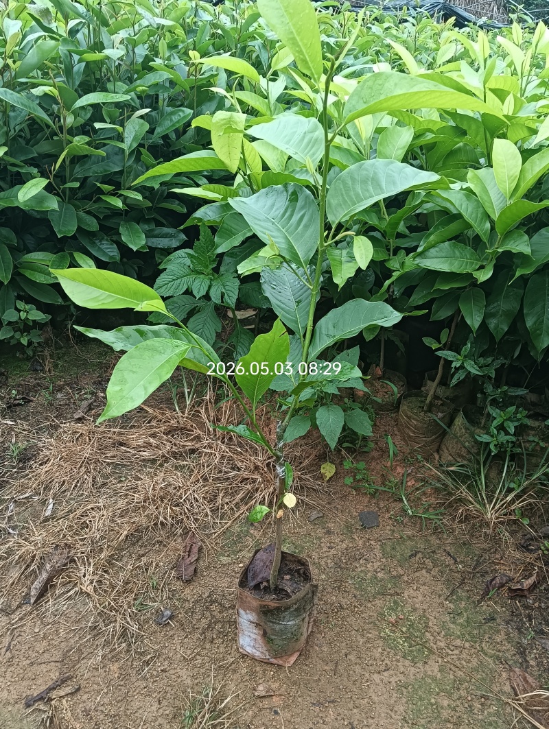 白玉兰花苗火力楠嫁接