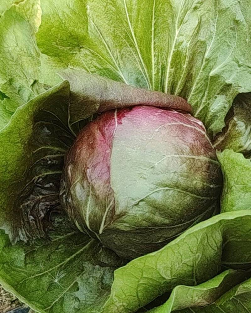 红菊苣
