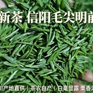 信阳毛尖绿茶细圆多白毫浓香型耐泡茶叶批发