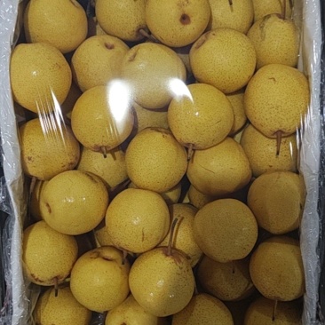 白梨