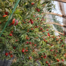 砀山油桃