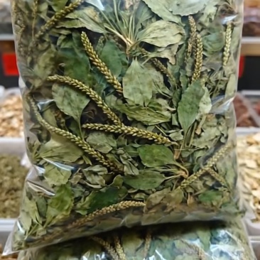 野生车前草