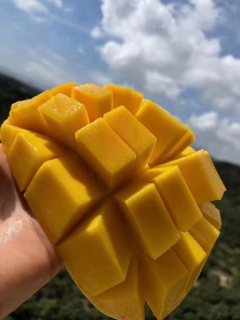 海南省陵水金皇芒果
