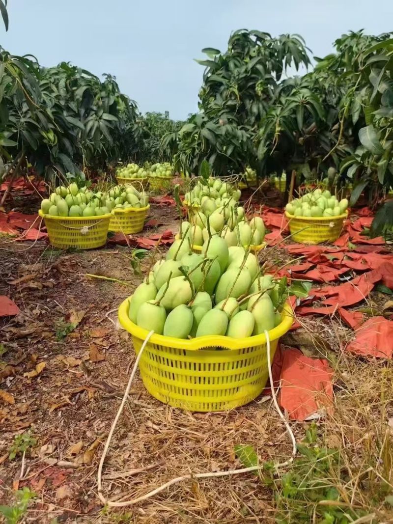 海南省陵水金皇芒果