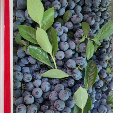 山东临沂蓝莓优质蓝莓，公爵，莱克西，L11,L25,云雀