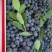 山东临沂蓝莓优质蓝莓，公爵，莱克西，L11,L25,云雀