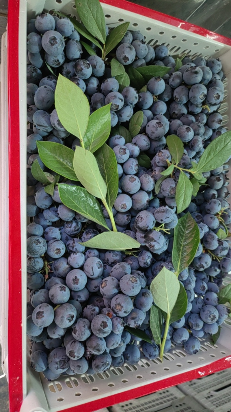 山东临沂蓝莓优质蓝莓，公爵，莱克西，L11,L25,云雀