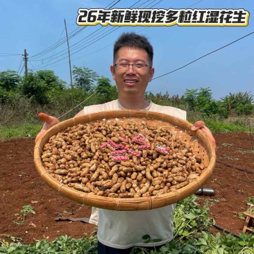 广东漏天新鲜花生，钦蜜9号黄金百香果