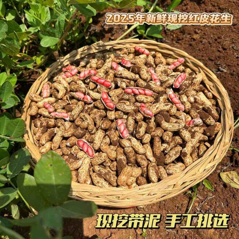 广东漏天新鲜花生，钦蜜9号黄金百香果