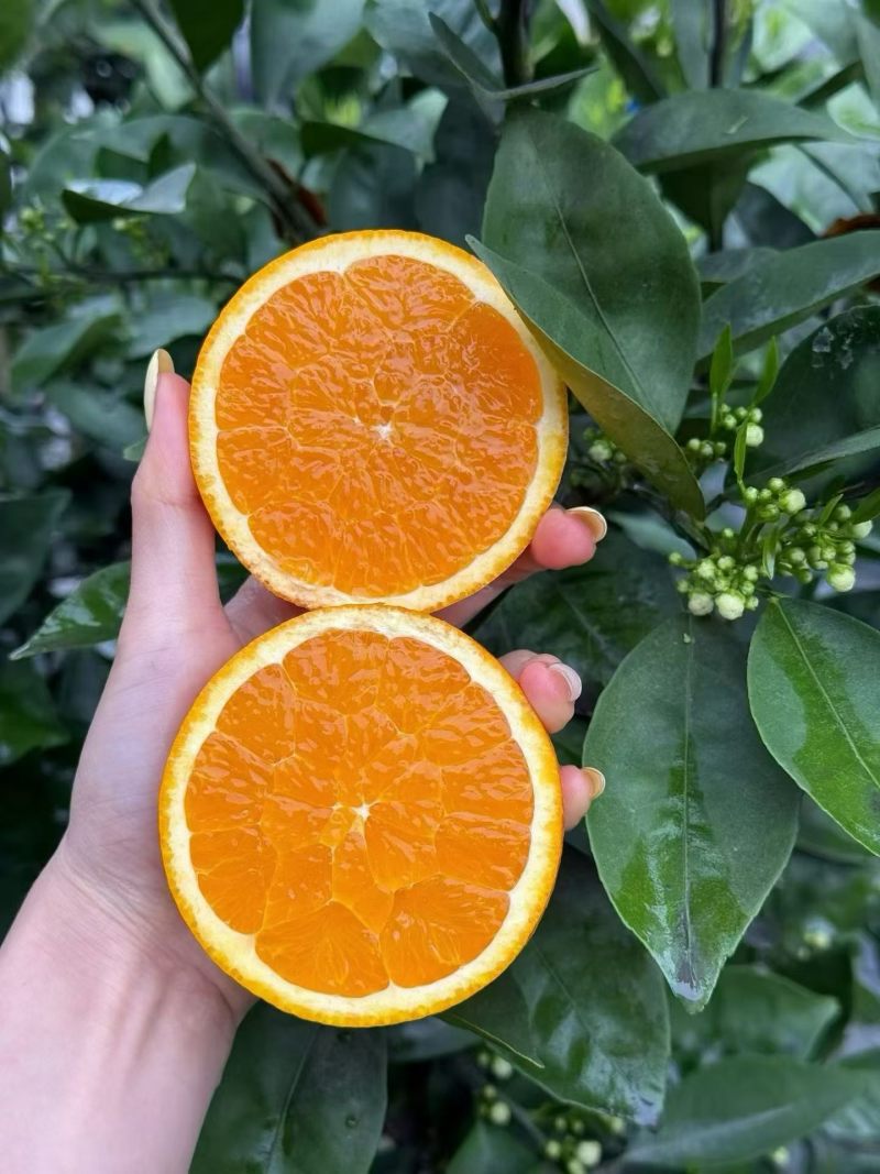 伦晚（量大价格优惠，希望有老板上门收购，可榨果汁）