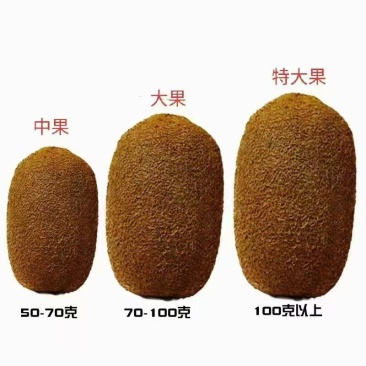 贵州贵阳修文猕猴桃