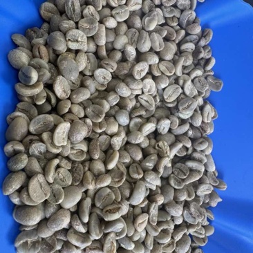 咖啡生豆水洗咖啡生豆一级阿拉比卡卡蒂姆云南普洱咖啡