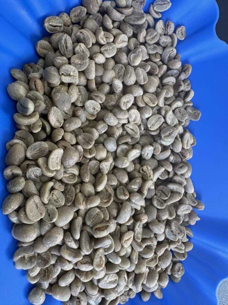 咖啡生豆水洗咖啡生豆一级阿拉比卡卡蒂姆云南普洱咖啡
