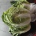 大白菜