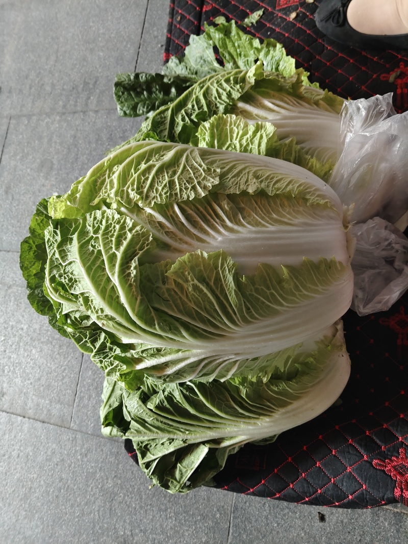 大白菜