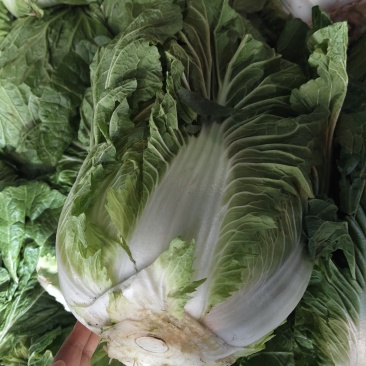 大白菜