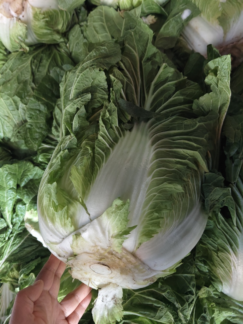大白菜
