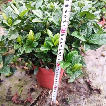桅子花160