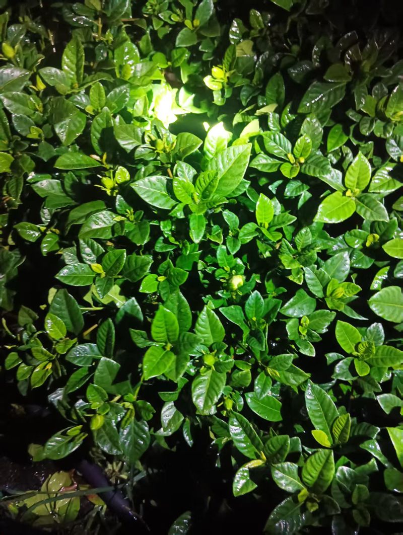 桅子花160