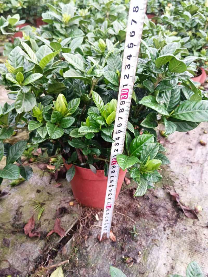 桅子花160