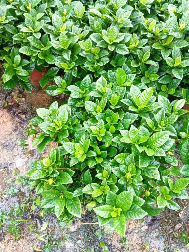 桅子花160
