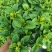 桅子花160
